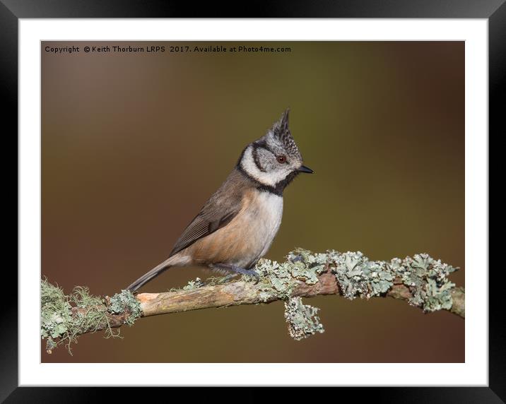 Crested Tit (Parus cristatus) Framed Mounted Print by Keith Thorburn EFIAP/b