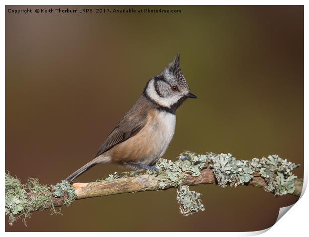 Crested Tit (Parus cristatus) Print by Keith Thorburn EFIAP/b