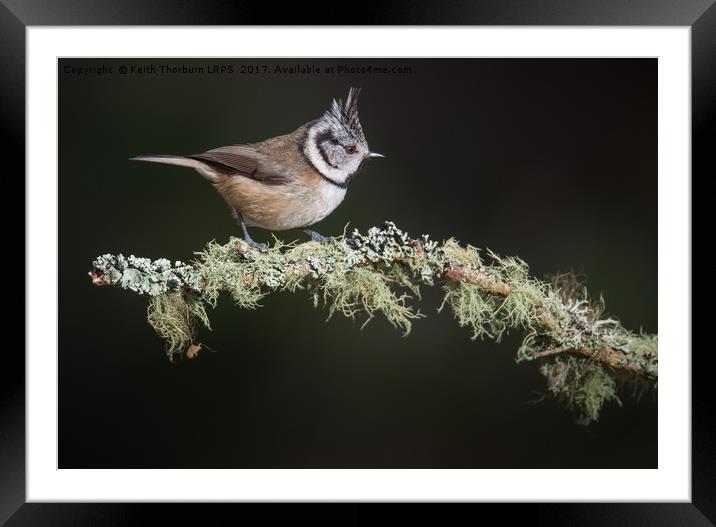 Crested Tit (Parus cristatus) Framed Mounted Print by Keith Thorburn EFIAP/b