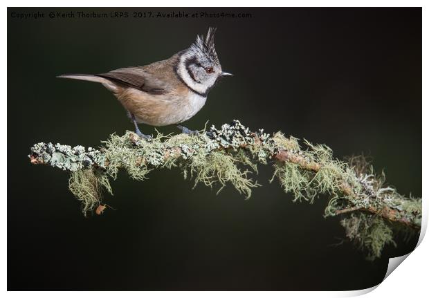 Crested Tit (Parus cristatus) Print by Keith Thorburn EFIAP/b