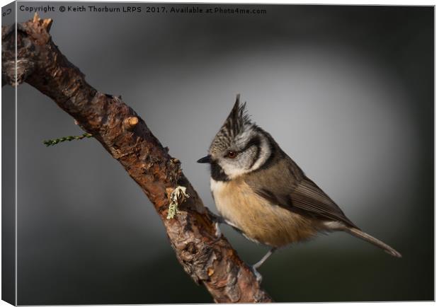 Crested Tit (Parus cristatus) Canvas Print by Keith Thorburn EFIAP/b