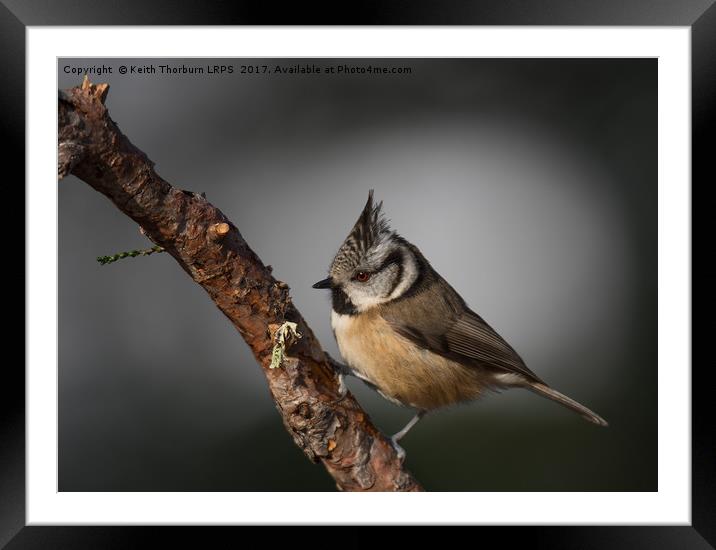 Crested Tit (Parus cristatus) Framed Mounted Print by Keith Thorburn EFIAP/b