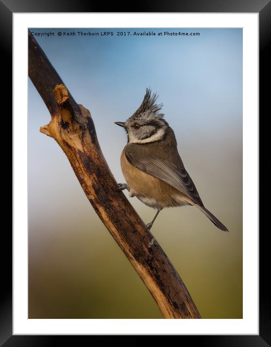 Crested Tit Framed Mounted Print by Keith Thorburn EFIAP/b