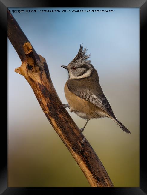 Crested Tit Framed Print by Keith Thorburn EFIAP/b