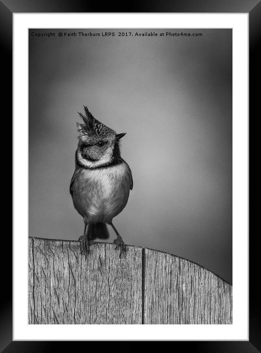 Crested Tit Framed Mounted Print by Keith Thorburn EFIAP/b