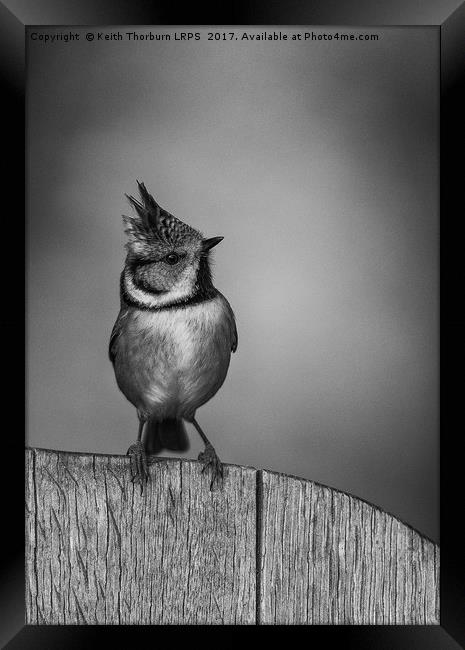 Crested Tit Framed Print by Keith Thorburn EFIAP/b