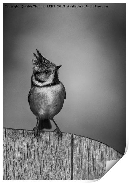 Crested Tit Print by Keith Thorburn EFIAP/b