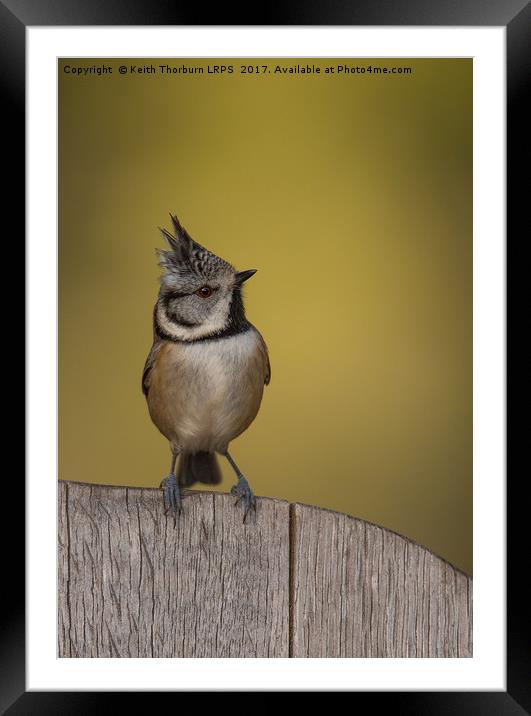 Crested Tit Framed Mounted Print by Keith Thorburn EFIAP/b