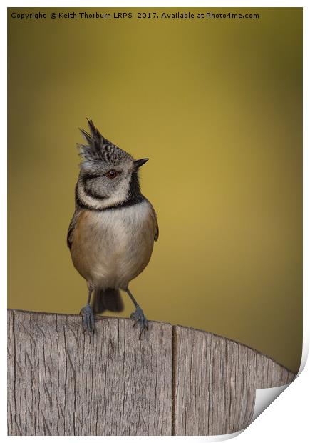 Crested Tit Print by Keith Thorburn EFIAP/b