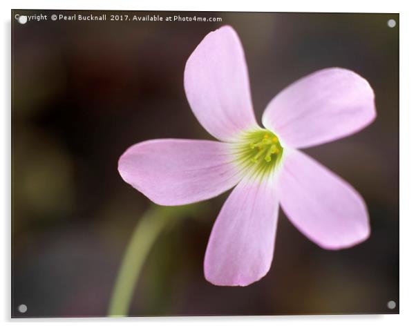 Purple Shamrock Flower Acrylic by Pearl Bucknall