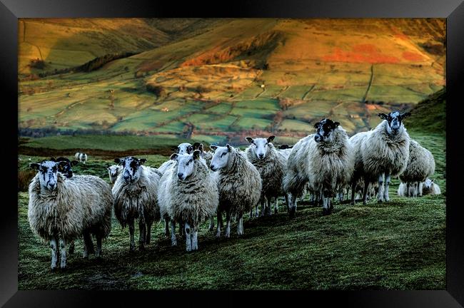 Sheep on Mam Tor Derbyshire Framed Print by Nick Lukey