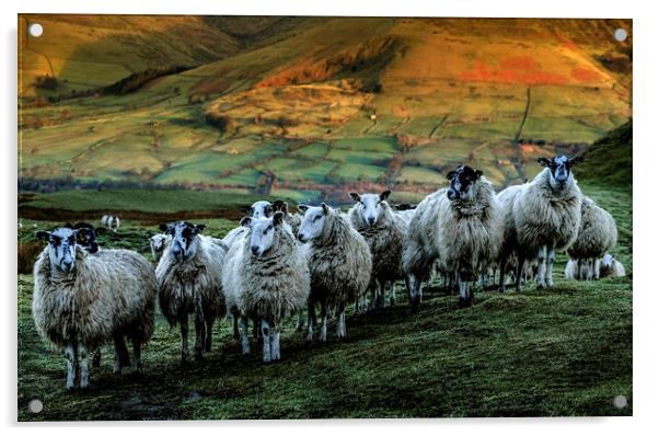 Sheep on Mam Tor Derbyshire Acrylic by Nick Lukey