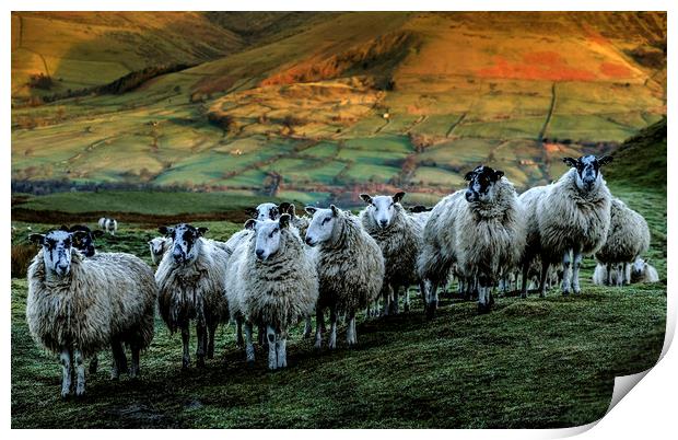 Sheep on Mam Tor Derbyshire Print by Nick Lukey