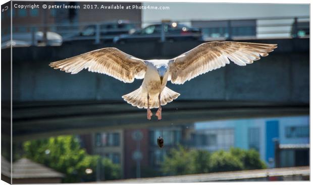 The Gull Canvas Print by Peter Lennon