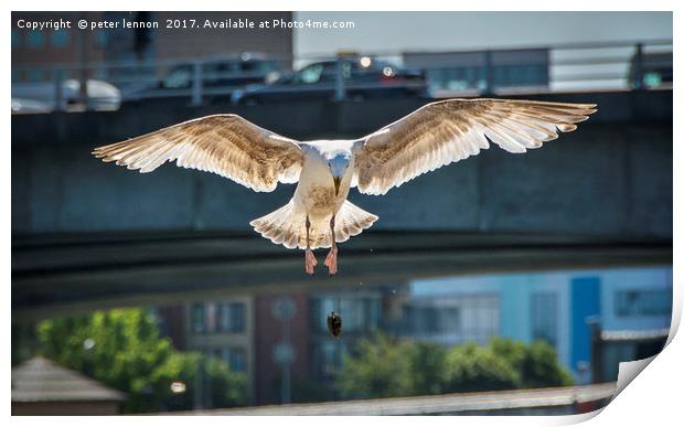 The Gull Print by Peter Lennon