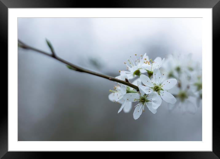 Spring Blossom Framed Mounted Print by Denitsa Karan