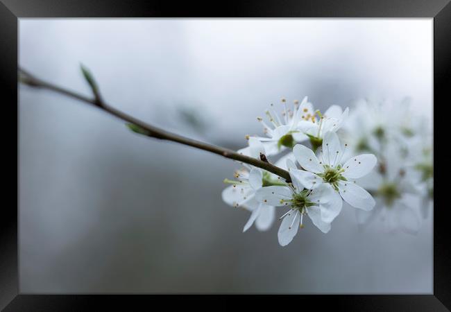Spring Blossom Framed Print by Denitsa Karan