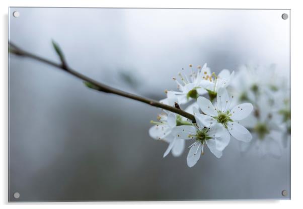Spring Blossom Acrylic by Denitsa Karan