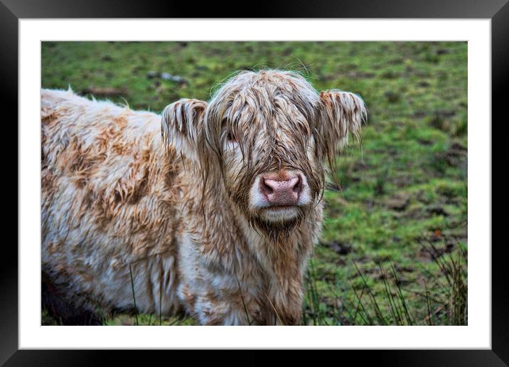Highland Coo Framed Mounted Print by Valerie Paterson