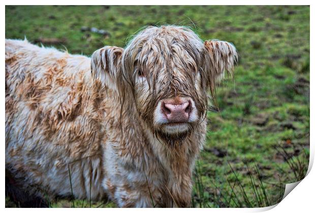 Highland Coo Print by Valerie Paterson