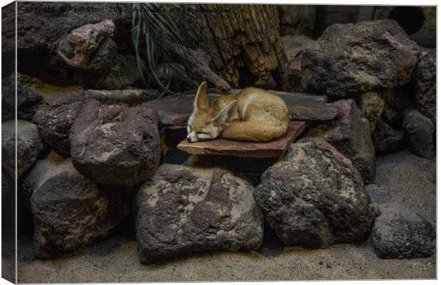 Fennec Fox sleeping on rocks Canvas Print by Paul Storr