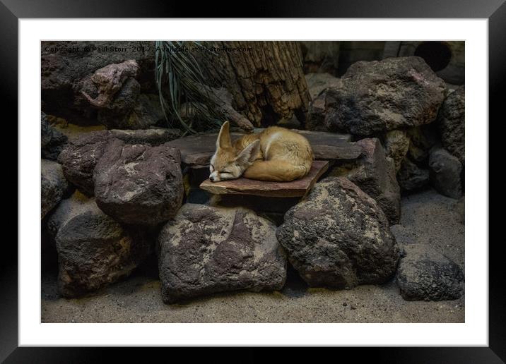 Fennec Fox sleeping on rocks Framed Mounted Print by Paul Storr