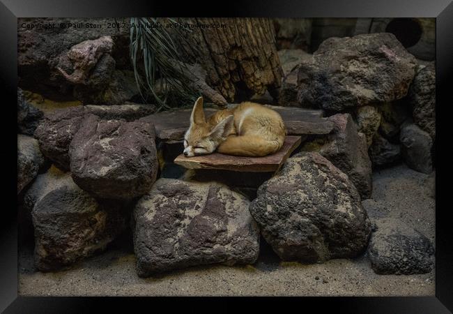 Fennec Fox sleeping on rocks Framed Print by Paul Storr