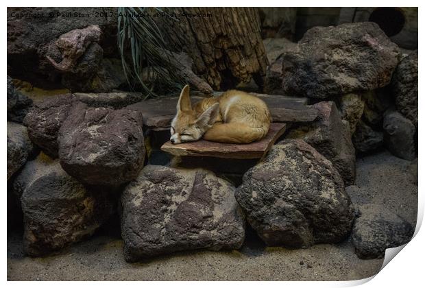 Fennec Fox sleeping on rocks Print by Paul Storr