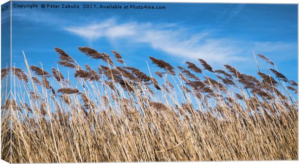 Lakeside Reeds Canvas Print by Peter Zabulis