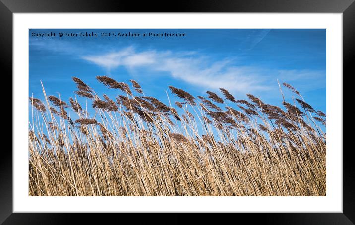 Lakeside Reeds Framed Mounted Print by Peter Zabulis
