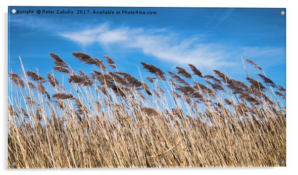 Lakeside Reeds Acrylic by Peter Zabulis