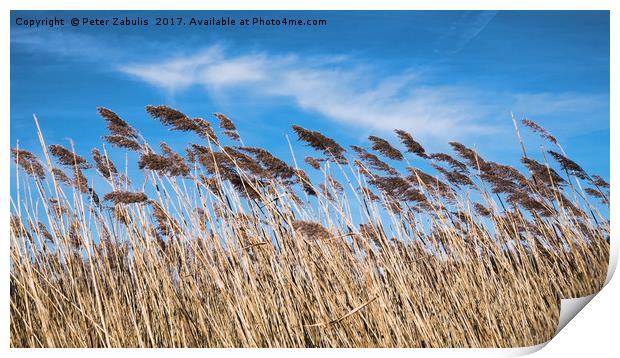 Lakeside Reeds Print by Peter Zabulis