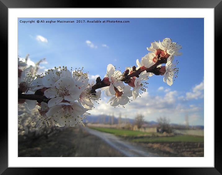 Apricot blossoms,                                Framed Mounted Print by Ali asghar Mazinanian