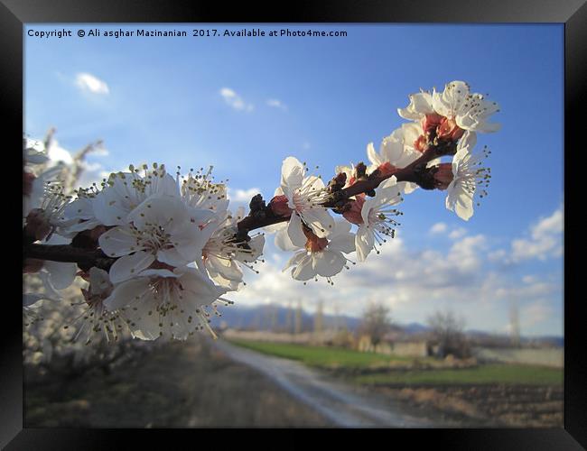 Apricot blossoms,                                Framed Print by Ali asghar Mazinanian