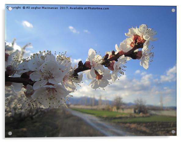 Apricot blossoms,                                Acrylic by Ali asghar Mazinanian