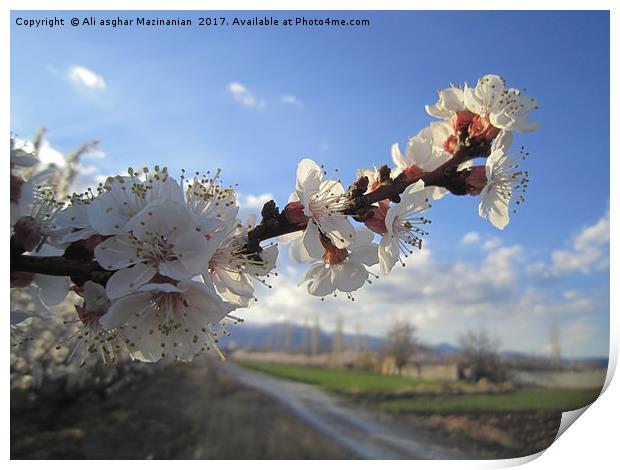 Apricot blossoms,                                Print by Ali asghar Mazinanian