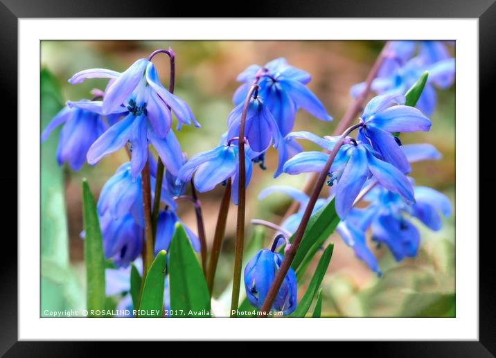 "Scilla , Siberian Spring Beauty" Framed Mounted Print by ROS RIDLEY