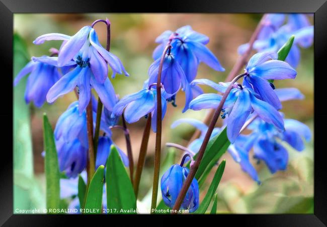 "Scilla , Siberian Spring Beauty" Framed Print by ROS RIDLEY