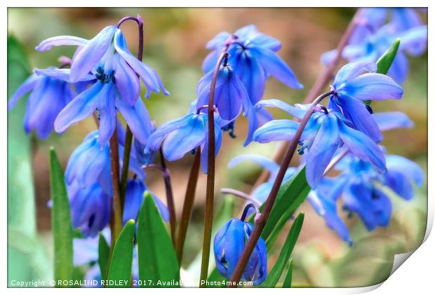 "Scilla , Siberian Spring Beauty" Print by ROS RIDLEY