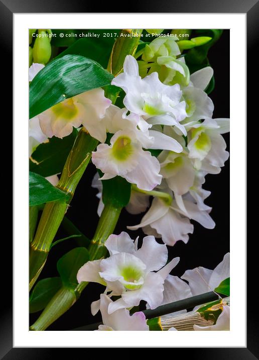 White Orchids Framed Mounted Print by colin chalkley