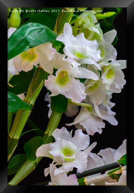 White Orchids Framed Print by colin chalkley