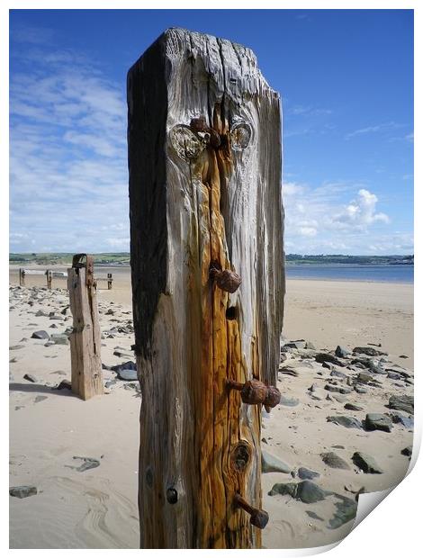 Old Weathered Posts, Crow Point, Braunton Burrows, Print by Richard Brookes