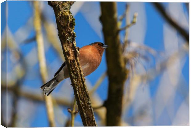 Resting chaffinch Canvas Print by Jonathan Thirkell