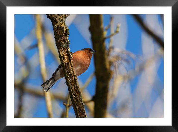 Resting chaffinch Framed Mounted Print by Jonathan Thirkell