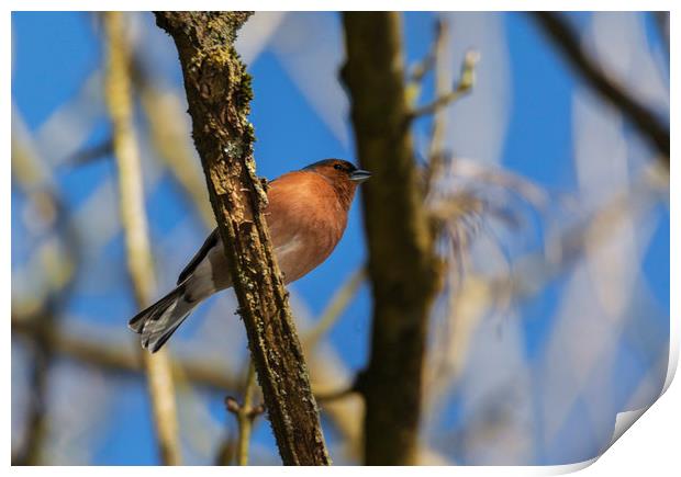 Resting chaffinch Print by Jonathan Thirkell