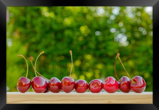 Cherry ripe red natural background.  Framed Print by Yury Petrov
