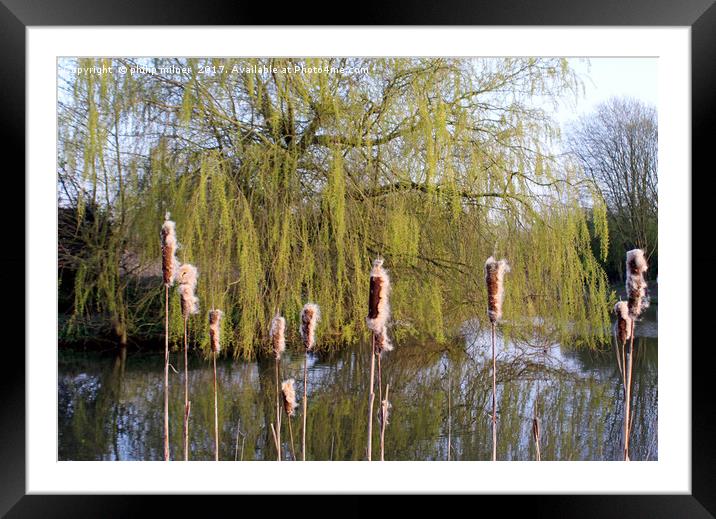 The Delamere Willow Framed Mounted Print by philip milner