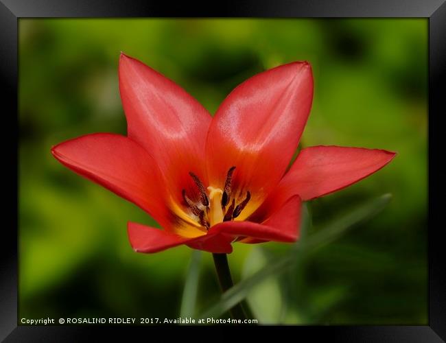 "Tulip Time again" Framed Print by ROS RIDLEY