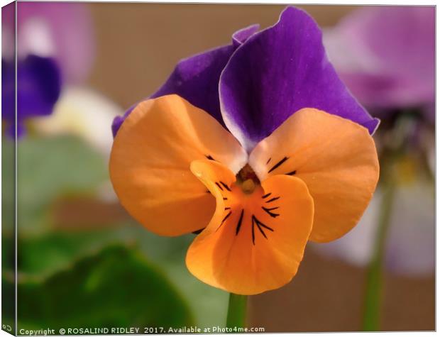 "The humble Viola" Canvas Print by ROS RIDLEY