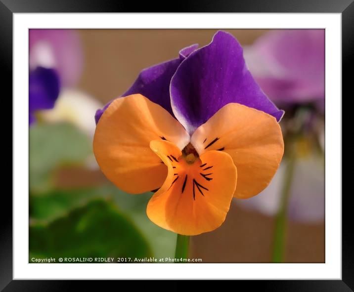 "The humble Viola" Framed Mounted Print by ROS RIDLEY